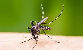 ২৪ ঘন্টায় ডেঙ্গুতে আরও ৮ জনের মৃত্যু